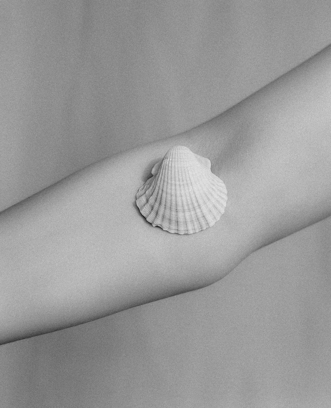 THE SECRET OF A SHELL